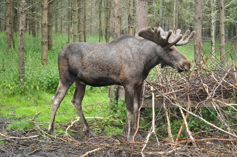 Semester i Sverige. Hyr stuga i Dalsland. Golf, fiske, naturäventyr erbjuds.